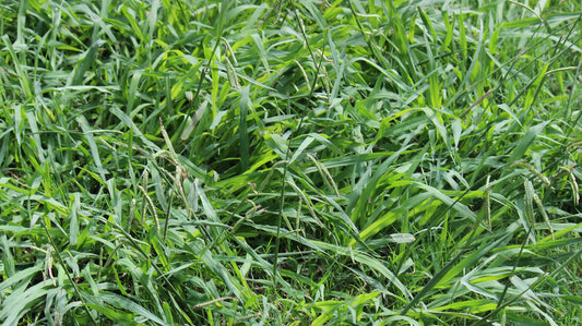 Crabgrass Prevention and Timing
