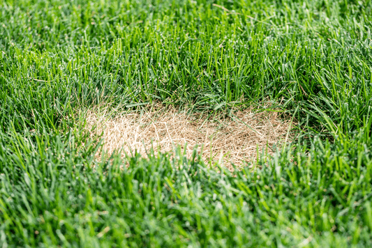 Grub Control: How to Evict Lawn Pests Before They Move In
