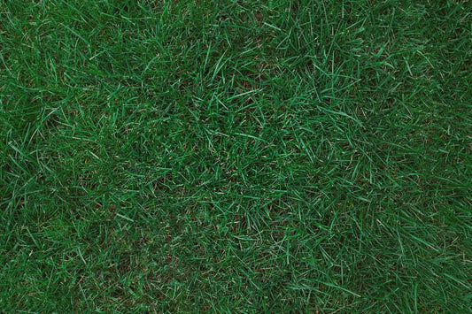 Beat the Heat: A Guide to Summer Midwest Lawn Diseases