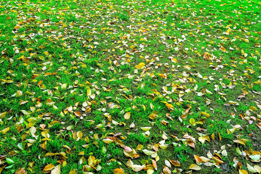 Fall Lawn Care Guide: How to Prepare Your Lawn for Winter & Spring