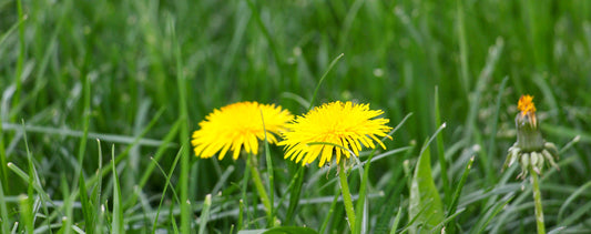 Dandelions - Weed & Feed