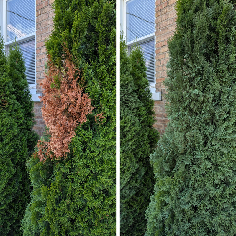 Pintura en aerosol Seymour Of Sycamore 20-602 para renovar césped y arbustos, 17 oz