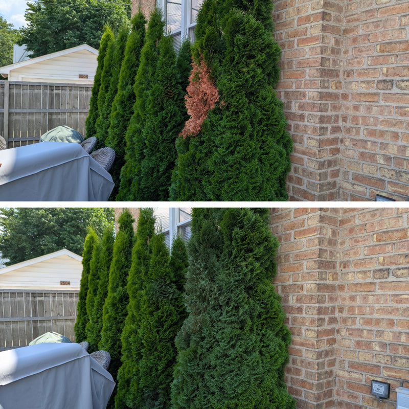 Pintura en aerosol Seymour Of Sycamore 20-602 para renovar césped y arbustos, 17 oz