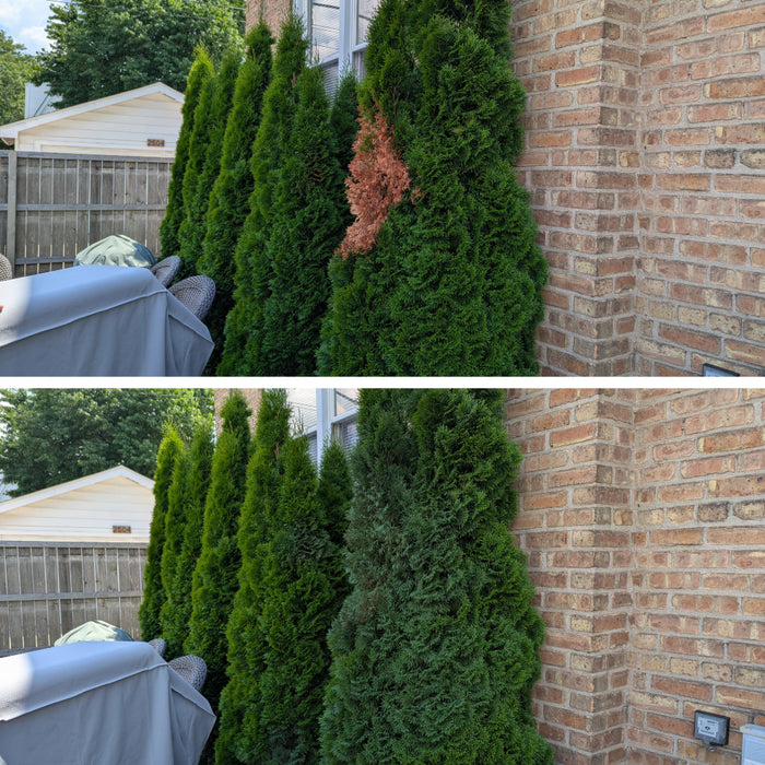 Seymour Of Sycamore 20-602 Spray Paint / Grass And Shrub Renew /17 oz