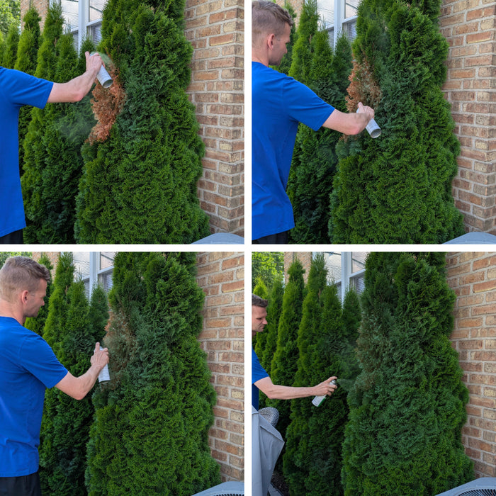 Seymour Of Sycamore 20-602 Spray Paint / Grass And Shrub Renew /17 oz