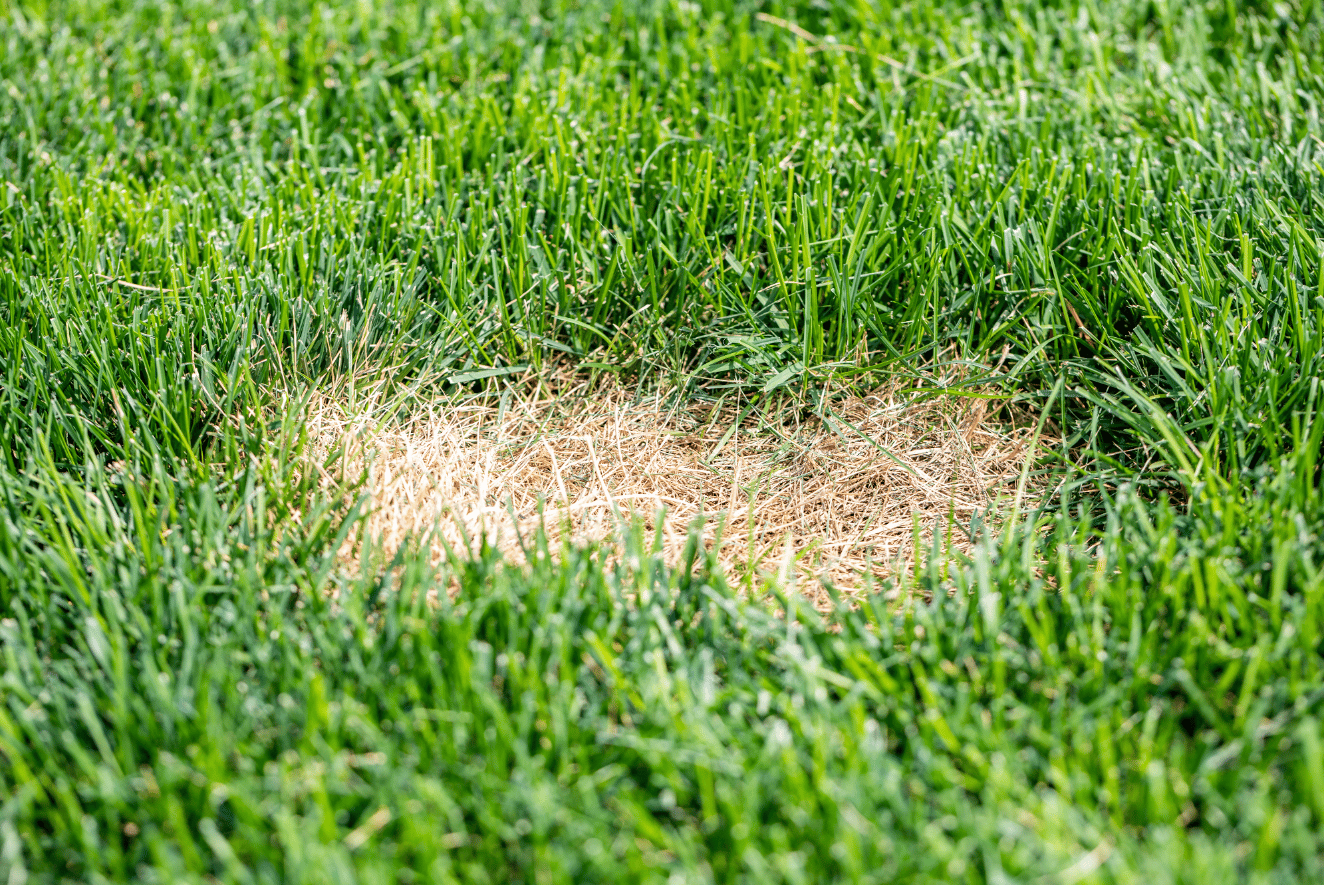 Grub Control: How to Evict Lawn Pests Before They Move In